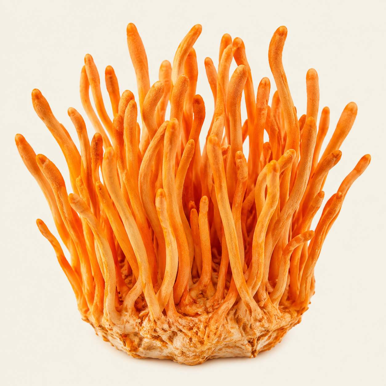 Cordyceps