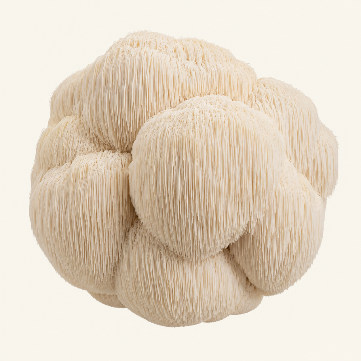 Lion’s Mane